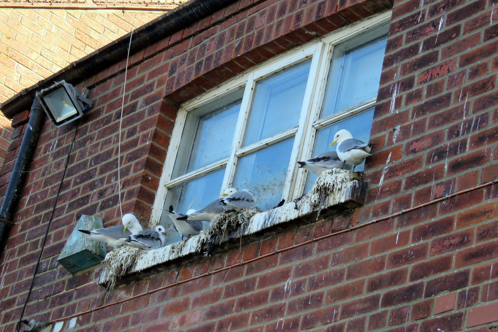 Bird Nesting Control