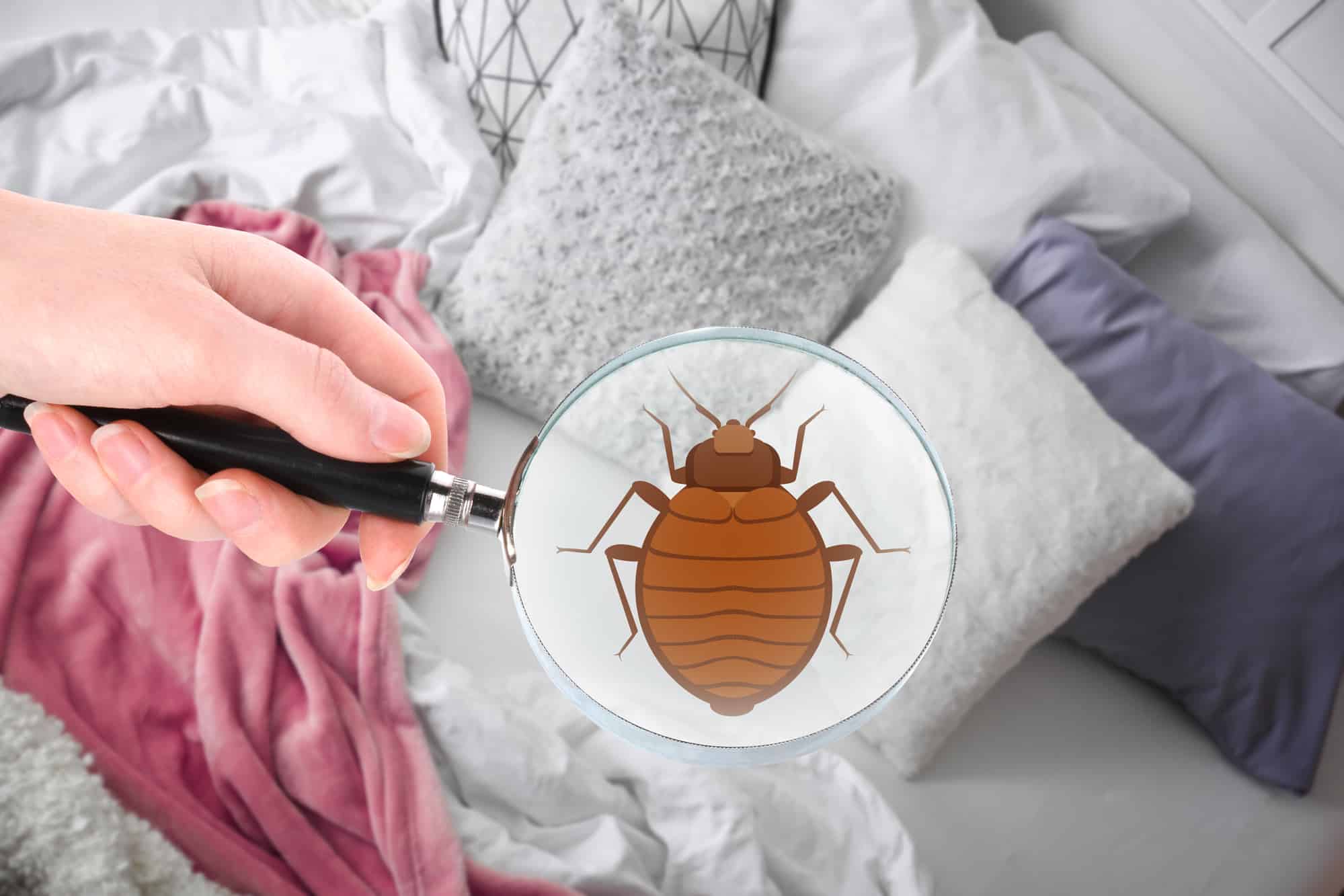 Bed Bug Control