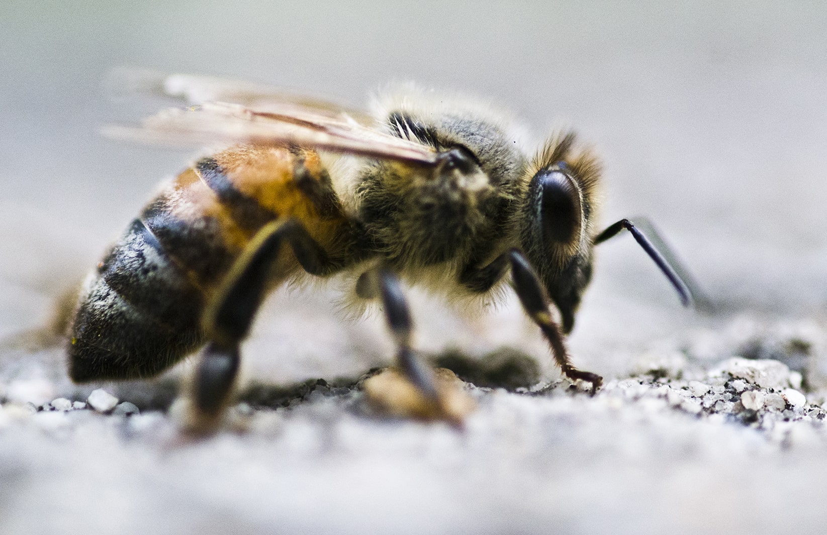 Bees Control